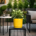 6 Inch Pots for Plants, Ceramic Pots for Plants with Drainage Holes and Tray, Round Planter for Indoor Outdoor, Modern Plant Pot, Decorative Flower Pot, Table Decor, Teacher Gift, Yellow