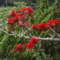 Exotic-Succulent-Collection Indian Coral Tree Seeds, Erythrina Variegata Tiger's Claw, 10 Count, Green, Outdoor Plant, Low Maintenance, USDA Zones 10-12