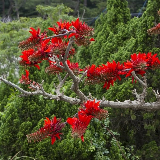 Exotic-Succulent-Collection Indian Coral Tree Seeds, Erythrina Variegata Tiger's Claw, 10 Count, Green, Outdoor Plant, Low Maintenance, USDA Zones 10-12