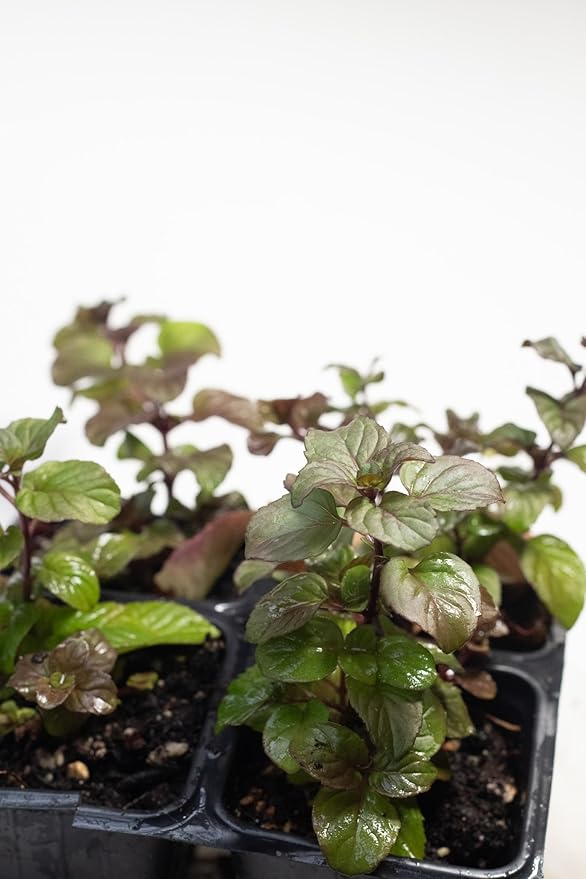 Smoke Camp Crafts Organic Orange Mint Live Plant for Outside, Clean Mint Plant, Aromatic Orange Scented Herb in 2.5 Pot