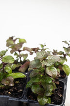 Smoke Camp Crafts Organic Orange Mint Live Plant for Outside, Clean Mint Plant, Aromatic Orange Scented Herb in 2.5 Pot