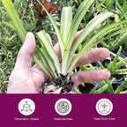 Hawaiian Spider Plants - 3 Live Starter Plants for Home & Office Decor - Air Purifying Rare Houseplants with White & Green Striped Foliage - Easy to Grow Indoor & Garden Plant