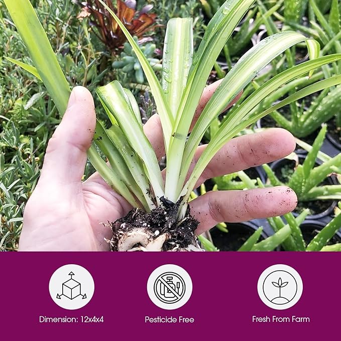 Hawaiian Spider Plants - 3 Live Starter Plants for Home & Office Decor - Air Purifying Rare Houseplants with White & Green Striped Foliage - Easy to Grow Indoor & Garden Plant