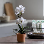 Avoeco Artificial Real Touch Orchid Plant – 15" Faux Phalaenopsis in Pot – Highly Realistic Silk Orchid Flower & Leaf Texture for Home, Office,Shop & Wedding Décor (1 White, 15“)