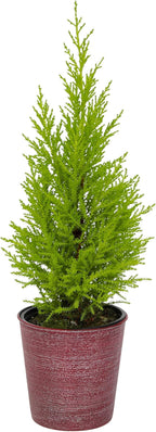 Miniature Festive Lemon Cypress Tree with Decorative 4.25" Pot Cover, Live Plant Gift for Holidays, Easy Care Live Houseplants for The Holidays by Plants for Pets