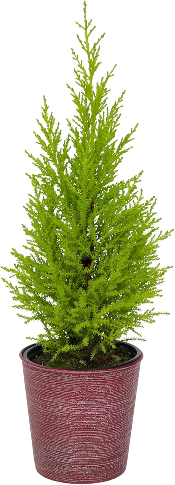 Miniature Festive Lemon Cypress Tree with Decorative 4.25" Pot Cover, Live Plant Gift for Holidays, Easy Care Live Houseplants for The Holidays by Plants for Pets