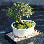 Brussel's Live Chinese Elm Outdoor Bonsai Tree - 5 Years Old; 10" to 14" Tall with Decorative Container, Humidity Tray & Deco Rocks