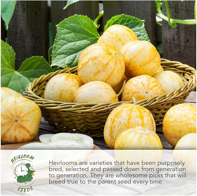 Seed Needs Butterhead Lettuce Seeds Variety Pack for Planting a Collection of 5 Individual Varieties - Packets Includes Buttercrunch, Marvel of 4 Seasons, Bronze Mignonette & More