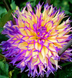 100+ Rare Mix Color Dahlia Pompon Flower Seeds Heirloom Variabilis Beautiful Annual for Planting Outdoor Gardens Yards