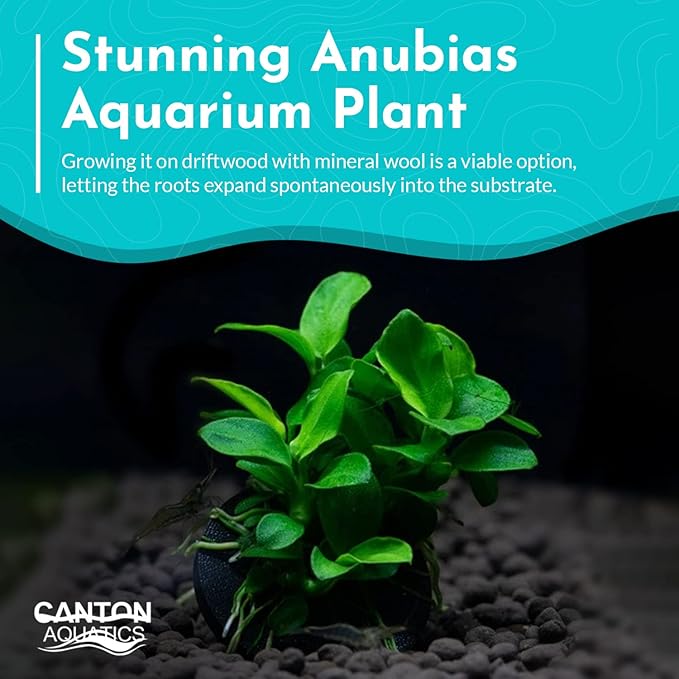 Live Anubias Barteri (Nana) Rooted on Driftwood - Absorb Impurities & Toxicness for Water - All Natural & Organic Aquatic Plant - Long Lasting & Easy to Care - Medium