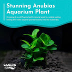 Live Anubias Barteri (Nana) Rooted on Driftwood - Absorb Impurities & Toxicness for Water - All Natural & Organic Aquatic Plant - Long Lasting & Easy to Care - Medium