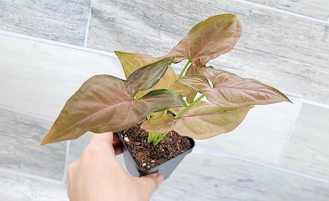 Syngonium Pink Perfection, Syngonium Pink Schott, Syngonium Pink Arrow Live Rare Houseplants All Plants are Fully Rooted Plants in 4 inch Pot by 3exoticgreen