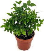 ragnaroc Live Fruit Trees – Plinia cauliflora Jaboticaba Plug 9-12” Tall - 1ct - Color When Flowering Red, Bonsai - Live Arrival Guaranteed - House Plants for Home Decor