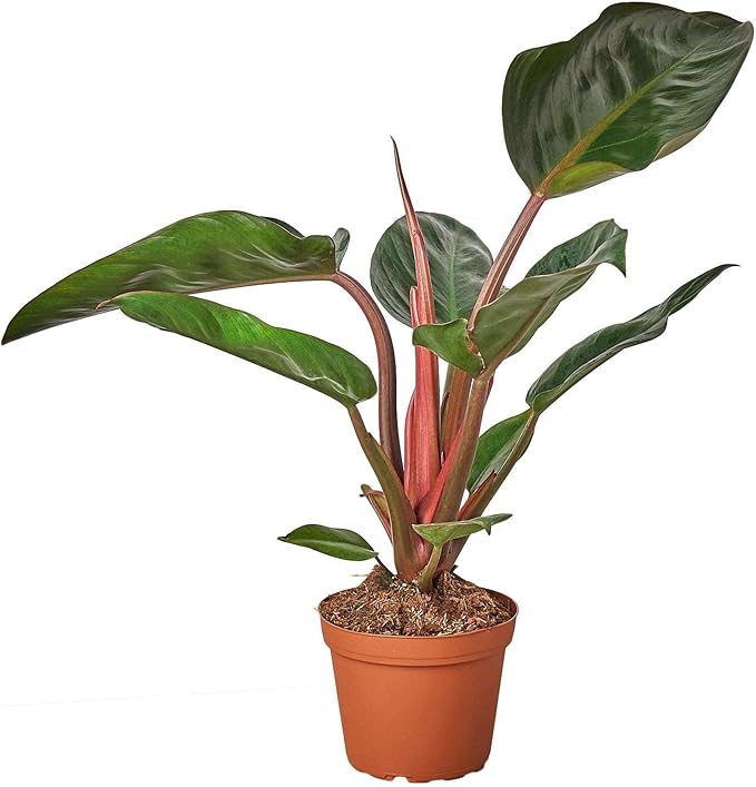 Philodendron Congo Rojo Live Plant for Indoor | Different Houseplants in 4'' & 6'' Pot | Real House Plant for Living Room, Office, Desk & Bathroom | Congo Rojo
