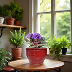 African Violet Pots Self Watering Round Ceramic Violet Pot (red, 6 inch)