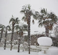 Cold Hardy Palm Tree Seeds - 6 Seeds - Trachycarpus fortunei