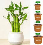 Pure Natural Potting Soil for Lucky Bamboo Plants 2qt- Superior Drainage & Breathability, Ideal Indoor Plant Soil