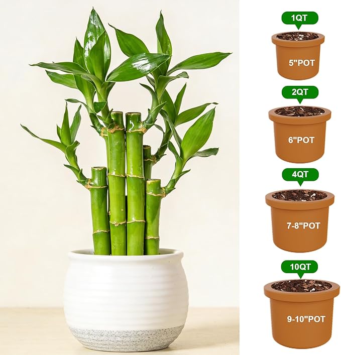 Pure Natural Potting Soil for Lucky Bamboo Plants 2qt- Superior Drainage & Breathability, Ideal Indoor Plant Soil