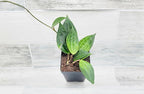Hoya macrophylla Green Plant in 4 inch Pot Nursery Plant Pot Live Rare Exotic Tropical Indoor House Plants Easy to Grow Housewarming Gift Decoration Gift for Home or Office by 3exoticgreen