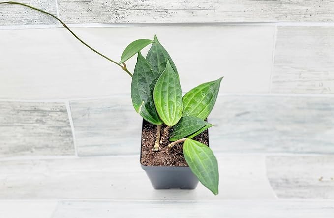 Hoya macrophylla Green Plant in 4 inch Pot Nursery Plant Pot Live Rare Exotic Tropical Indoor House Plants Easy to Grow Housewarming Gift Decoration Gift for Home or Office by 3exoticgreen
