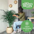 American Plant Exchange Live Areca Palm – 10-Inch Pot – Tropical Indoor Houseplant with Lush Feathery Fronds, Pet-Friendly Easy Care Plant for Homes, Offices, Patios & Decorative Containers
