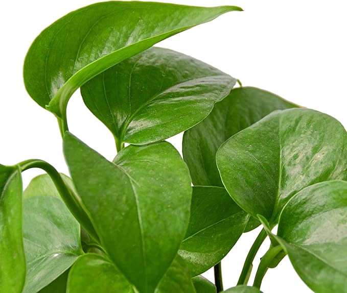 House Plant Shop | Pothos 'Green' - 4" Pot | Live Indoor Plant | Easy to Care | Natural Décor Plant | Great Gifts| Free Care Guide