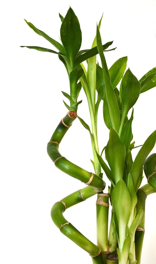 9GreenBox - Lucky Bamboo – Spiral Style with Black and Blue Ceramic Vase Live Plant Ornament Decor for Home, Kitchen, Office, Table, Desk - Attracts Zen, Luck, Good Fortune - Non-GMO, Grown in the USA