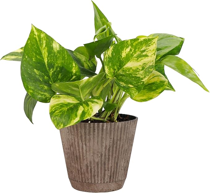 Thorsen's Greenhouse Golden Pothos, Live Indoor Vining Plant, Easy to Grow, Variegated Houseplant, Natural Air Purifier (Coffee, 4-inch Pot)