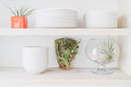 Medium Natural Cork Bark DIY Kit with Mini Xerographica Air Plants, Glue and Hook - Live Tillandsia Succulent House Plant - Wholesale and Bulk - Home and Garden Decor - Easy Care Indoor Outdoor Plants
