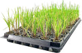 Nile Queen Papyrus | 3 Live Plants | Cyperus Shade & Wet Tolerant Aquatic Foliage
