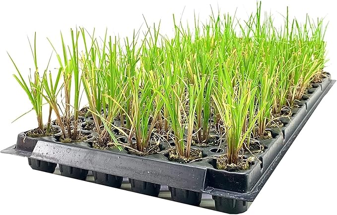 Nile Queen Papyrus | 3 Live Plants | Cyperus Shade & Wet Tolerant Aquatic Foliage