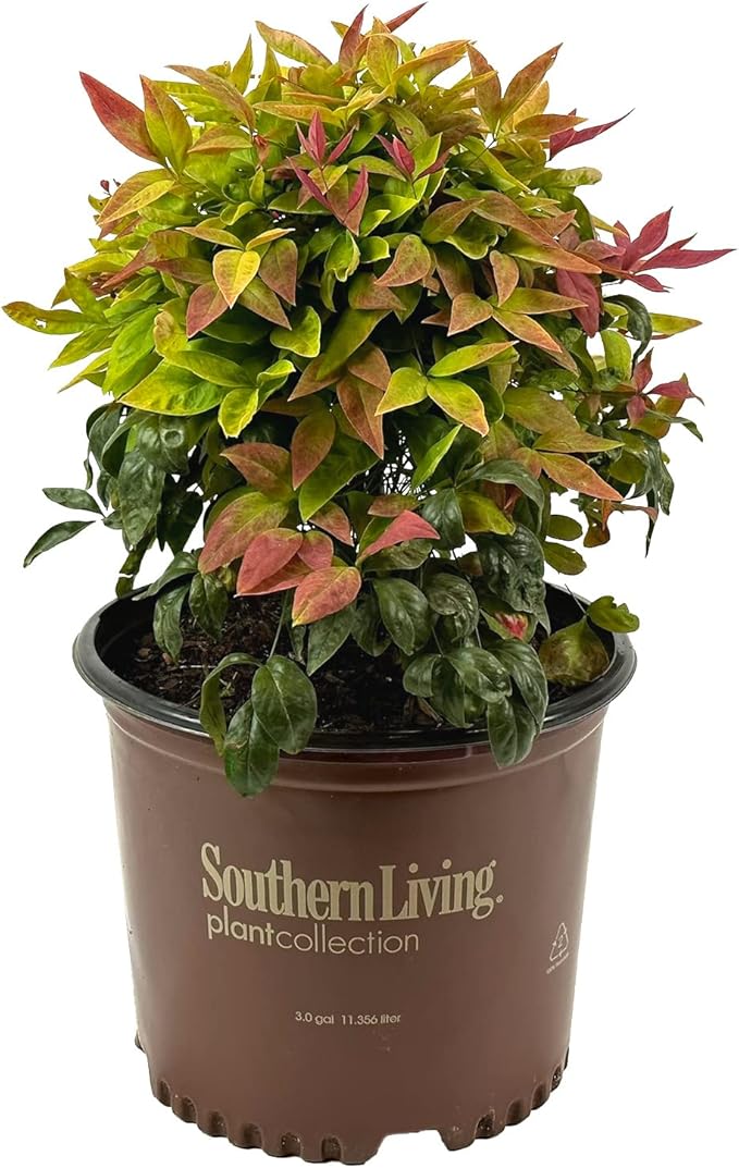 Blooming & Beautiful - Blush Pink Nandina - 3 gal - Southern Living - Dwarf Evergreen Shrub - Pink Colored Foliage - Compact Low Growing - Zones 6-10 - Nandina domestica 'Aka' PP19916-3 Gallon Pot