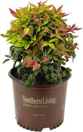 Blooming & Beautiful - Blush Pink Nandina - 3 gal - Southern Living - Dwarf Evergreen Shrub - Pink Colored Foliage - Compact Low Growing - Zones 6-10 - Nandina domestica 'Aka' PP19916-3 Gallon Pot