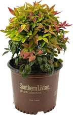 Blooming & Beautiful - Blush Pink Nandina - 3 gal - Southern Living - Dwarf Evergreen Shrub - Pink Colored Foliage - Compact Low Growing - Zones 6-10 - Nandina domestica 'Aka' PP19916-3 Gallon Pot