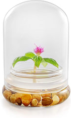 Live Flower Terrarium, Zero Care, Great for Work, Home, Unique Gift! Long Lasting