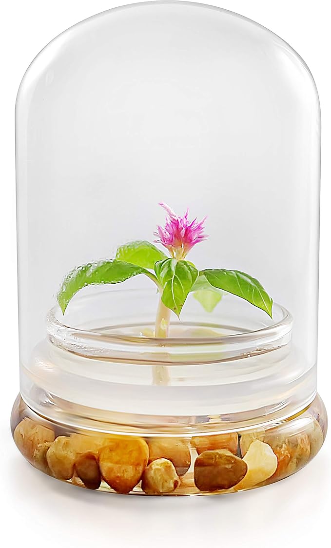 Live Flower Terrarium, Zero Care, Great for Work, Home, Unique Gift! Long Lasting