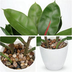 GnFlus Fake Plant Artificial Rubber Tree in White Pot Decor for Home Indoor Tabletop Centerpieces Living Room Bedroom Decoration