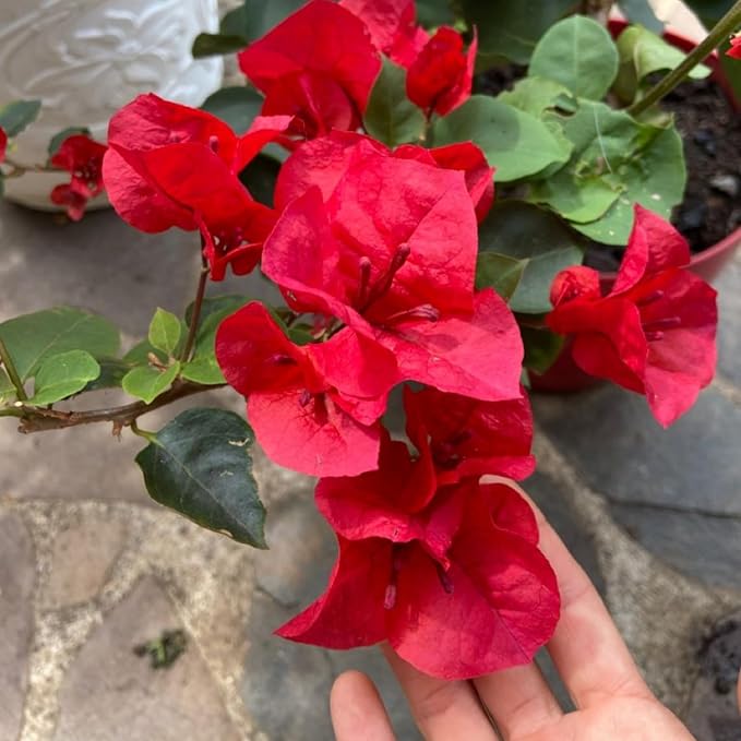 2 Bougainvillea Live Plants, Tropical Bougainvillea Flowering Vine, Fast Growing Outdoor and Container Plant, 4-8'' Tall (Red Orange Blooms)