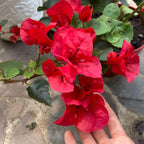 2 Bougainvillea Live Plants, Tropical Bougainvillea Flowering Vine, Fast Growing Outdoor and Container Plant, 4-8'' Tall (Red Orange Blooms)