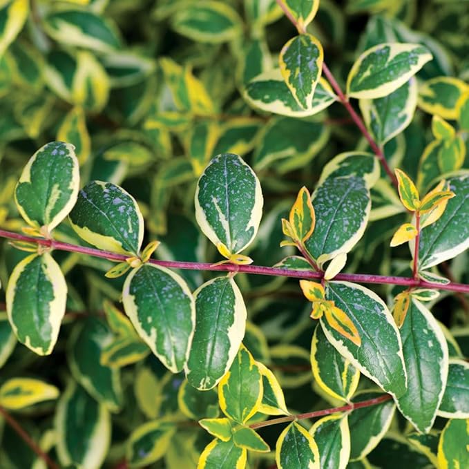 Miss Lemon Abelia (1.5 Gallon) Flowering Evergreen with Variegated Foliage and Pink Blooms - Full Sun to Part Shade Live Outdoor Plant - Southern Living Plants
