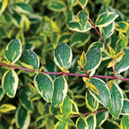 Miss Lemon Abelia (1.5 Gallon) Flowering Evergreen with Variegated Foliage and Pink Blooms - Full Sun to Part Shade Live Outdoor Plant - Southern Living Plants