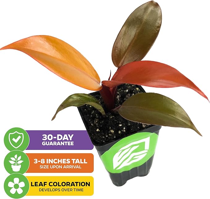 Philodendron Prince of Orange - Philodendron by Wellspring Gardens - Vibrant, Easy Care Indoor - Outdoor Plant with Dynamic Color - Changing Foliage - Plant Enthusiast (2-Pack)