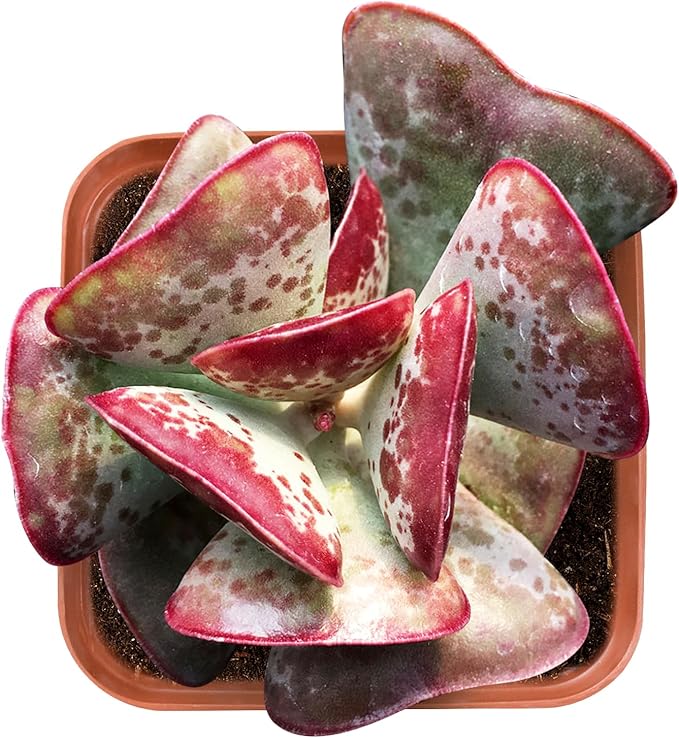 2" Live Succulent Plants Calico Hearts, Mini Potted Succulents, Easy Care Indoor Houseplant, Unique Gifts, Home Office Décor