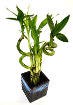 9GreenBox - Lucky Bamboo – Spiral Style with Black and Blue Ceramic Vase Live Plant Ornament Decor for Home, Kitchen, Office, Table, Desk - Attracts Zen, Luck, Good Fortune - Non-GMO, Grown in the USA