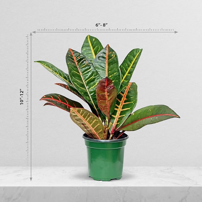 Live Croton Petra, Variegated Tropical Plant, Miracle Bush, Garden Croton, Mother's Day Gift, Valentine's Gift, Office Potted Plant, Mom Birthday Gift, Housewarming Gift in 4" Pot