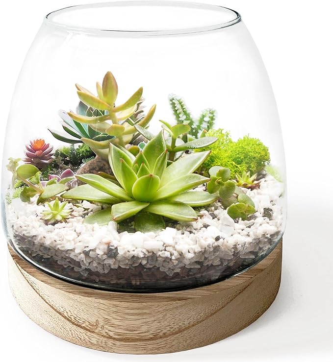 6 Inch Plant Glass Terrarium with Removable Wooden Base for Succulents Glass Bowl for Air Plant Cactus Moss (Plants not Included)