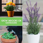 Pest Defense 6 Pack Seeds for Planting - Heirloom Lavender, Hyssop, Catnip, Marigold, Petunia, Basil - Natural Pest Deterrents for Outdoor & Indoor Spaces - Survival Garden Seeds
