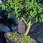 Brussel's Bonsai Live Dwarf Pomegranate Bonsai Tree - Large, 6 Year, 12 to 16 Inches Tall - Outdoor Live Bonsai Tree with Bonsai Pot and Bonsai Tray