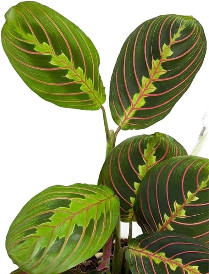 Live Plant, Red Maranta Prayer Plant, Pet Friendly, Air Purifying Plant, Easy Care, Easy to Grow Live Indoor Plant, Houseplant, Rare Indoor Plant, Home Décor 4.7 inch Pot (Black)