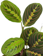 Live Plant, Red Maranta Prayer Plant, Pet Friendly, Air Purifying Plant, Easy Care, Easy to Grow Live Indoor Plant, Houseplant, Rare Indoor Plant, Home Décor 4.7 inch Pot (Black)